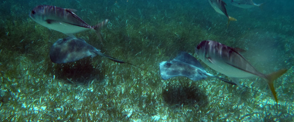 Belize Snorkeling Coral Gardens