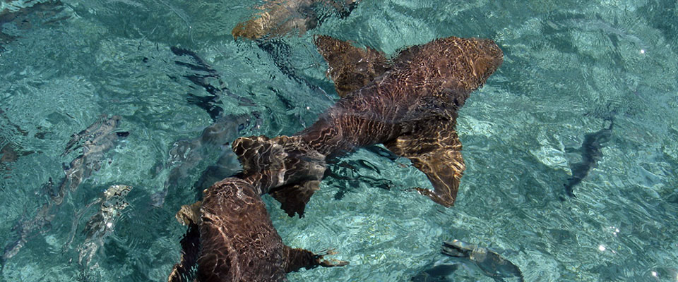 Snorkel Belize Nurse Shark